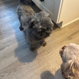 Ranger - Shih Tzu