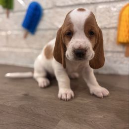 Olive - Lemon and white female Basset Hound puppy in Lubbock, Texas from Hound House