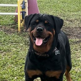 Sheba - Rottweiler