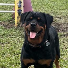 Sheba - Rottweiler