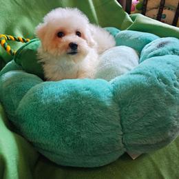 Milo - White and buff male Bichon Frise puppy in Chatham, Illinois from Bichon Frise Partnership