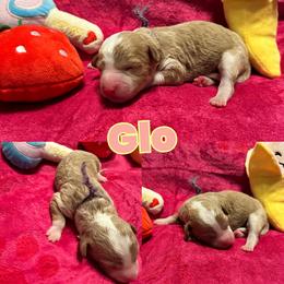 Glo - Apricot female Goldendoodle puppy in Cordova, Tennessee from TrueLine kennels