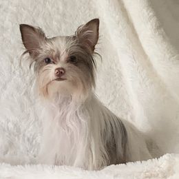 Belle - Yorkshire Terrier