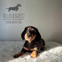 Nina - Black and tan female Dachshund puppy in Royse City, Texas from Truehearted Miniature Dachshunds