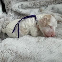 Purple Girl - Red and white female Cockapoo puppy in Fort Gibson, Oklahoma from Waggle Doodles