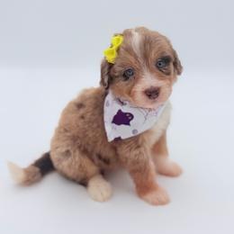 Candy Corn - Red merle female Aussiedoodle puppy in Cartersville, Georgia from Simply Blessed Doodles