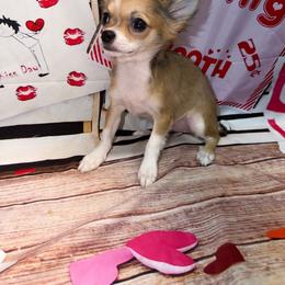 8839 chocolate sable - Chocolate sabled fawn female Chihuahua puppy in Palmyra, Indiana from Country Star Chihuahuas