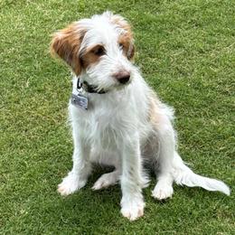Mr. Red - Brown and white male Aussiedoodle puppy in San Antonio, Texas from Lovable Doodles SA