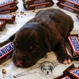 Snickers - Red tri-color male Australian Shepherd puppy in Fultonville, New York from Sandy Aussies & Pomeranians