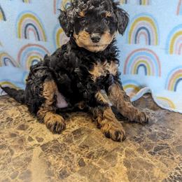 Aussiedoodle, Australian Shepherd, Bernedoodle, Cockapoo, and Poodle Puppies from Sis' Doodles & Poodles