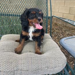 Void - Black and tan female Cavapoo puppy in Phoenix, Arizona from Larisa's Cavaliers