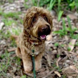 Joon - Australian Labradoodle