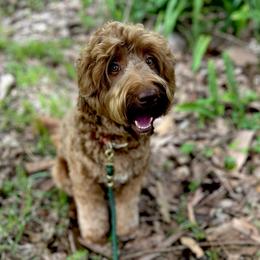 Joon - Australian Labradoodle