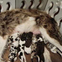 Bordoodle puppies from The Weekend Farm