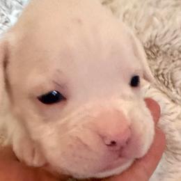 Red - White female Boxer puppy in Evington, Virginia from Boxer Tails