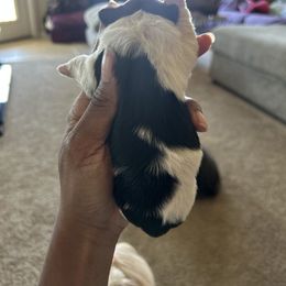 Shih Tzu Puppies from Sherrie’s Pups