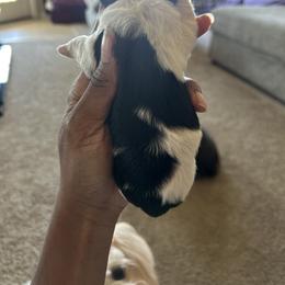 Shih Tzu Puppies from Sherrie’s Pups