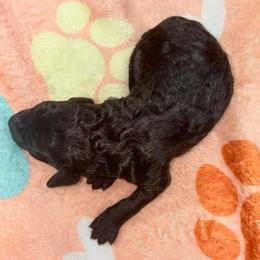 Estella (wJamie) - Silver female Poodle puppy in Meadowbrook, California from Standard Poodle Pups