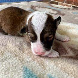 Green Collar Boy Basil - Red male Pembroke Welsh Corgi puppy in Paris, Kentucky from Flat Run Corgis