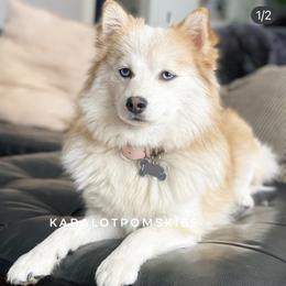 Pucca - Pomsky