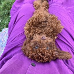 Poodle puppies from Poodle Me Crazy