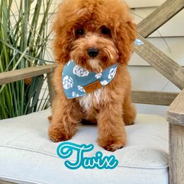 Twix - Red male Cavapoo puppy in Buford, Georgia from Petite Posh Puppies