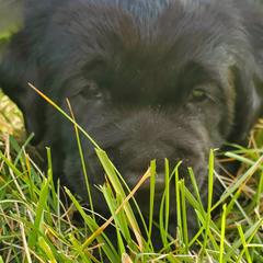 Working Dog Cross Puppies from Happy Hartz