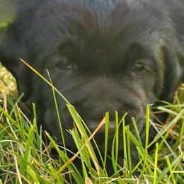 Working Dog Cross Puppies from Happy Hartz