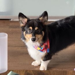 American Corgi and Pembroke Welsh Corgi Puppies from Beebe’s Corgis | Seven B Corgi Co