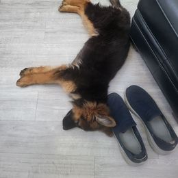 German Shepherd Puppies from Ewig Krieger Kennels