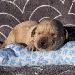 Reba - Yellow female Labrador Retriever puppy in Garnett, Kansas from Timberland Creek Labradors