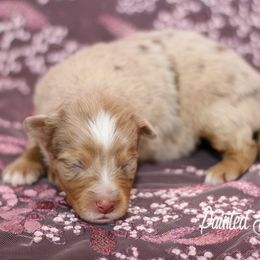 Australian Shepherd, Miniature American Shepherd, Miniature Australian Shepherd, and Toy Australian Shepherd Puppies from Painted Blue Aussies