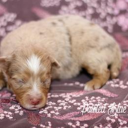 Australian Shepherd, Miniature American Shepherd, Miniature Australian Shepherd, and Toy Australian Shepherd Puppies from Painted Blue Aussies