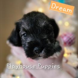 Dream - Salt and pepper male Miniature Schnauzer puppy in Lebanon, Missouri from Playhouse Puppies
