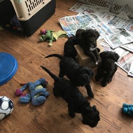 Portuguese Water Dog Puppies from Red River Kennels