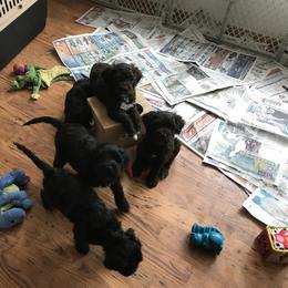 Portuguese Water Dog Puppies from Red River Kennels