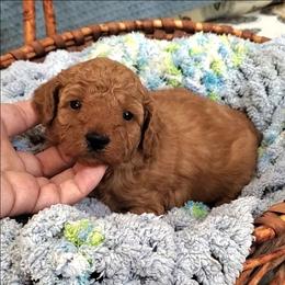 Kissy - Red Mini Poodle Raised in Home - Red  female Poodle puppy in Falcon, Missouri from Cedar House Heritage Poodles | AKC Toy & Miniature Poodle Puppies Raised in Home