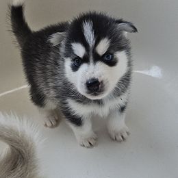 Pomsky Puppies from Peoria Pomskies