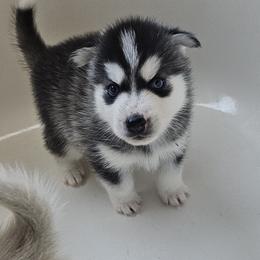 Pomsky Puppies from Peoria Pomskies