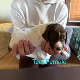 German Shorthaired Pointer Puppies from Bernardonis