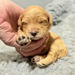 Aurora - Apricot female Goldendoodle puppy in Twin Falls, Idaho from Magic Valley Family Doodles