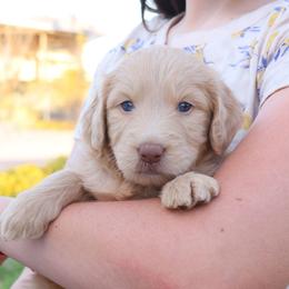 Sunflower - Caramel ice female Labradoodle puppy in Apache Junction, Arizona from Loving Doodle