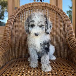 Mocha - Merle male Bernedoodle puppy in Yuba City, California from Ranch House Doodles