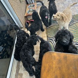 Poodle Puppies from Ashryver Standard Poodles