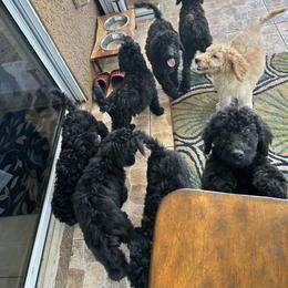 Poodle Puppies from Ashryver Standard Poodles