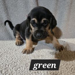 Green collar - Black and tan male Bloodhound puppy in Gillette, Wyoming from Whispering Winds Homestead 307