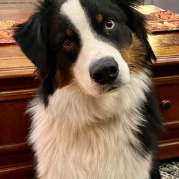 Australian Shepherd Puppies from Grand Ridge Australian Shepherds