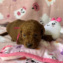 Pumpkin - Red  female Goldendoodle puppy in El Dorado, Arkansas from Stacy Young