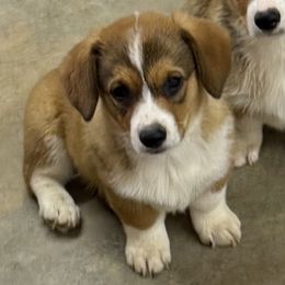 Boy 1 - Red male Pembroke Welsh Corgi puppy in Moulton, Alabama from Reed's Pembroke Corgi Welsh