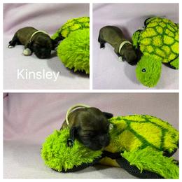 Kinsley - Red gold female Lhasa Apso puppy in Cincinnati, Ohio from Shangri-La Lhasa Apsos